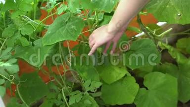收获黄瓜。 人在温室里收集黄瓜.. 手从花园里摘下一根黄瓜。 农业